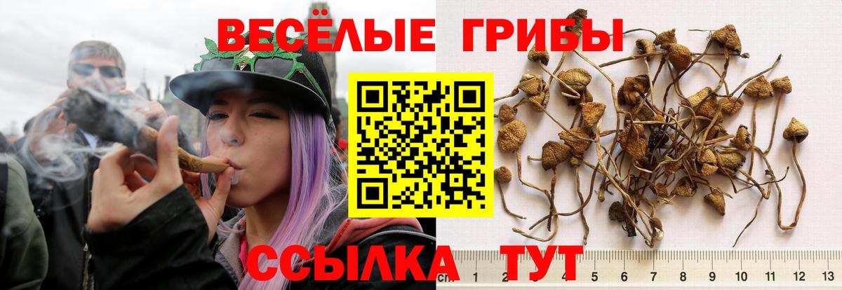 Кашира  Псилоцибиновые грибы Psilocybe  Вход с VPN 